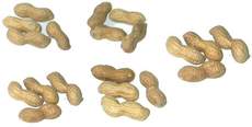 Erdnüsse-5x4.jpg